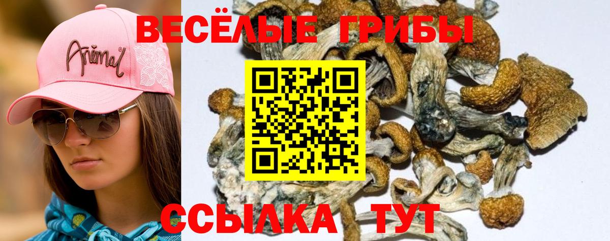 Ишимбай  Псилоцибиновые грибы мухоморы  Вход с VPN  Галлюциногенные грибы Psilocybe 
